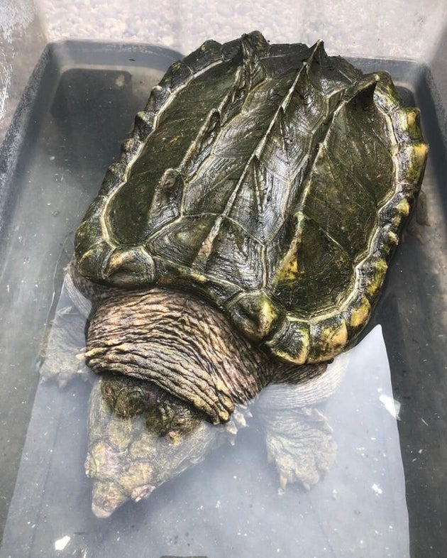 Une Tortue Alligator D Amerique Du Nord Retrouvee Dans Un Parc Des Alpes Maritimes Le Huffpost