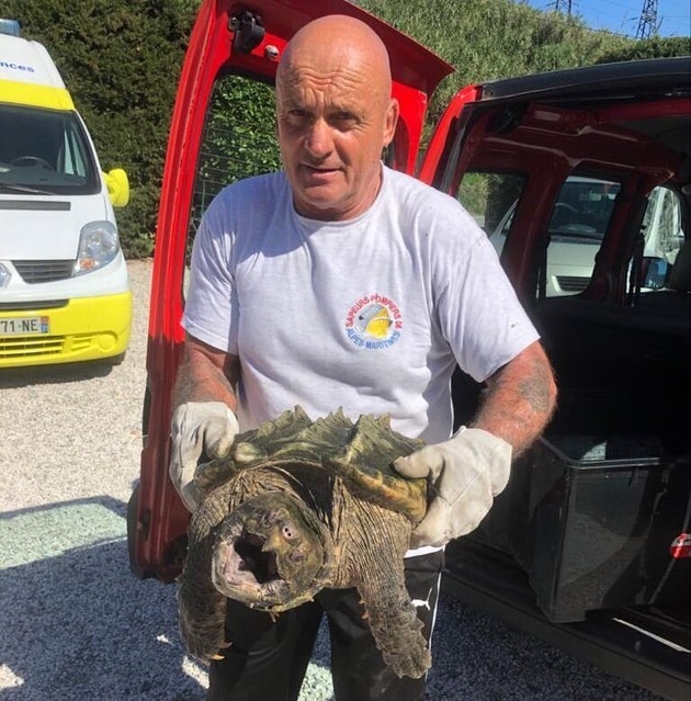 Une Tortue Alligator D Amerique Du Nord Retrouvee Dans Un Parc Des Alpes Maritimes Le Huffpost
