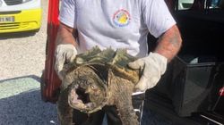 Une “tortue alligator” très rare retrouvée dans un parc des