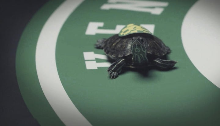 The Kentucky Derby has been postponed so sports fans in the state will be betting on turtle races this weekend.