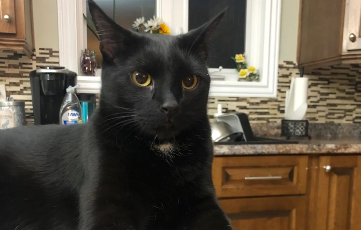 A cat in Newfoundland saved his owner's house by waking him when the crock pot was on fire.