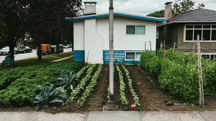 We trade homeowners vegetables for the use of their front and back lawns.
