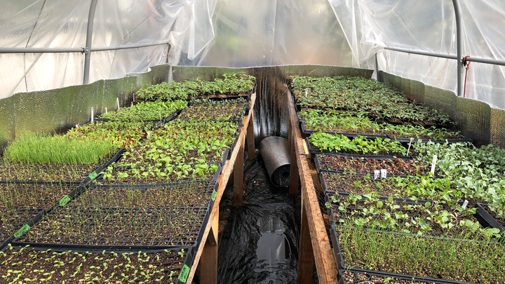 A greenhouse provides ideal conditions for certain young vegetables as they mature. A covered porch will do in a pinch.