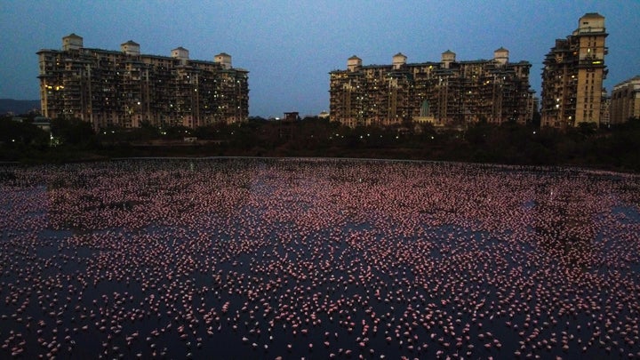 The Bombay Natural History Society estimates that about 150,000 flamingos have migrated to Mumbai, India, this year.