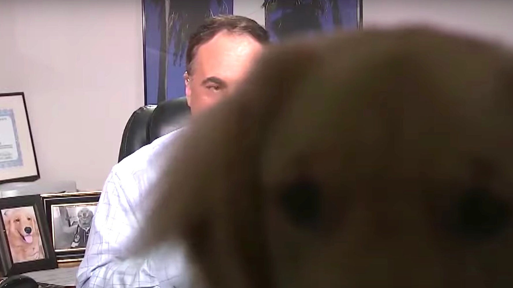 Weatherman S Dog Crashes Forecast Becomes Internet S New