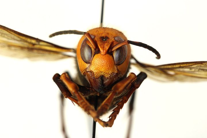 The Asian giant hornet, which has earned the nickname "murder hornet" from some researchers, has a powerful, painful sting and is known for wiping out honey bee hives.