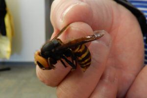 The Asian giant hornet as compared to a human hand in a photo from the Washington State Department of Agriculture.