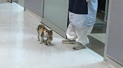 어미 고양이가 아픈 새끼를 물고 병원 응급실을