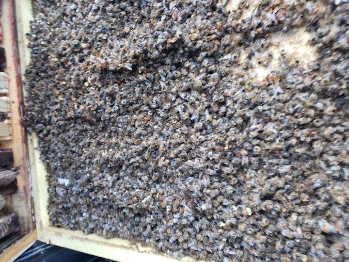 The aftermath of a suspected Asian giant hornet attack in Washington. These hornets will leave piles of dead bees, most of them headless, outside their beehive.