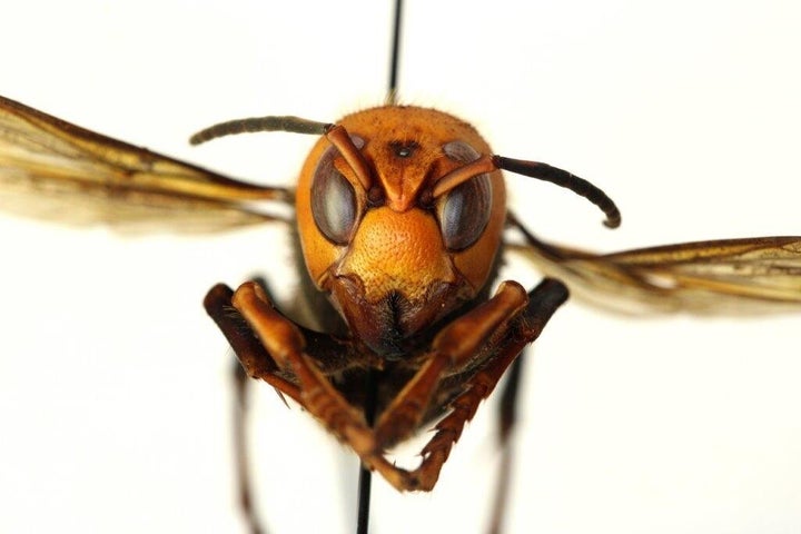 A dead Asian giant hornet.