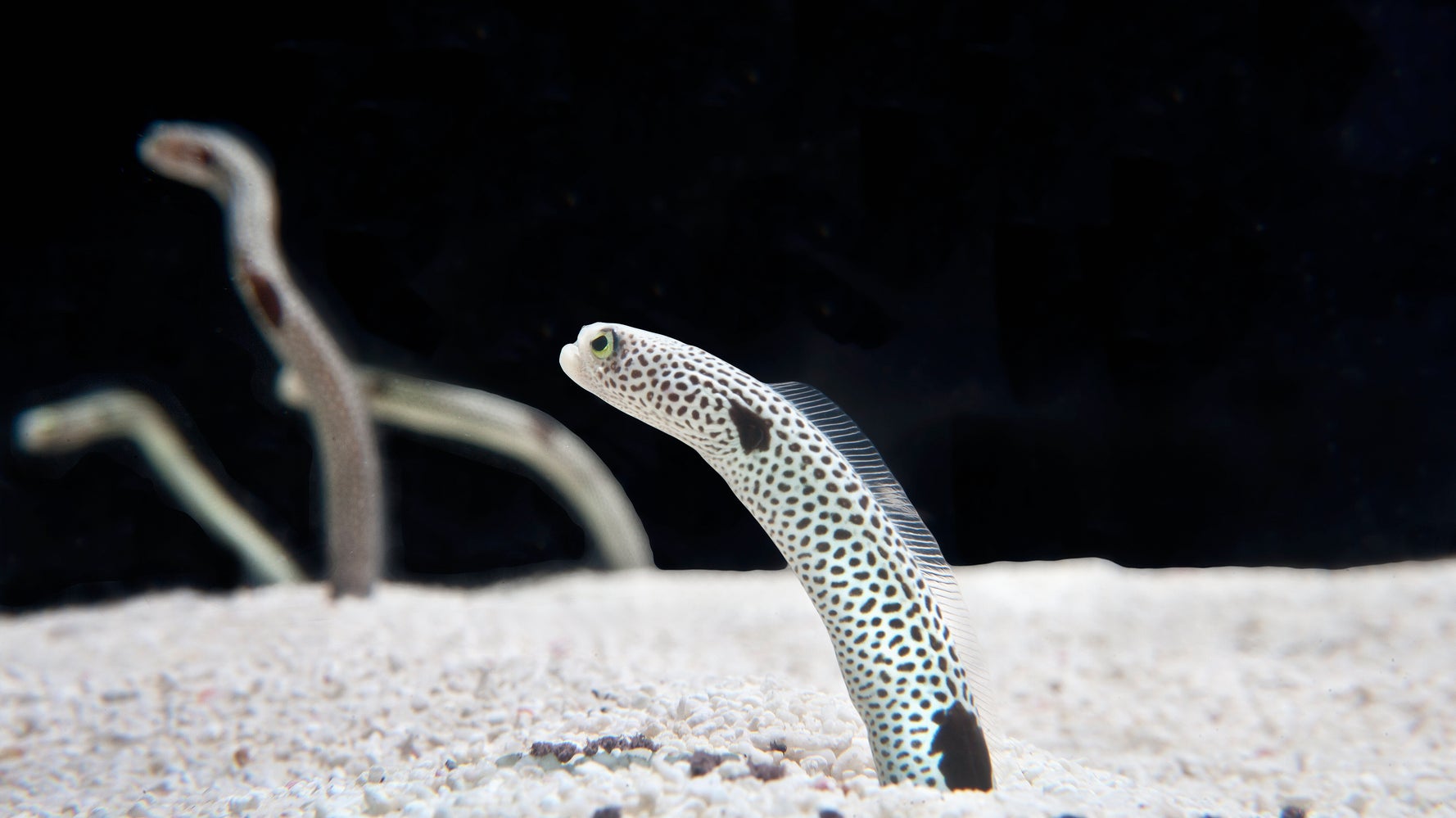 チンアナゴ 人間を思い出して すみだ水族館のライブ配信に150万人以上の視聴者 大きな反響 ハフポスト チンアナゴ 人間を思い出して すみだ水族館のライブ配信に150万人以上の視聴者 大きな反響 ハフポスト