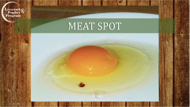 Is It Safe To Eat Eggs With Blood Spots Double Yolks Or Other Defects Huffpost Life