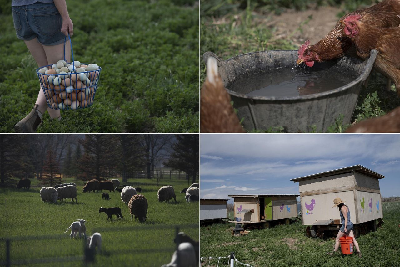 Top left: Johnson carries a basket of eggs. Top right: A chicken drinks from a bucket of water. Bottom left: Sheep roam in a pasture at SkyPilot Farm. Bottom right: Johnson carries a bucket of water for the chickens to drink.