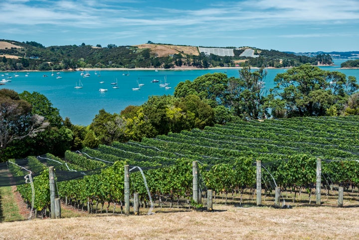 Waiheke Island vineyard and winery. The netting protects the vines from birds who eat and destroy the grapes. The vineyard overlooks a turquoise blue bay.