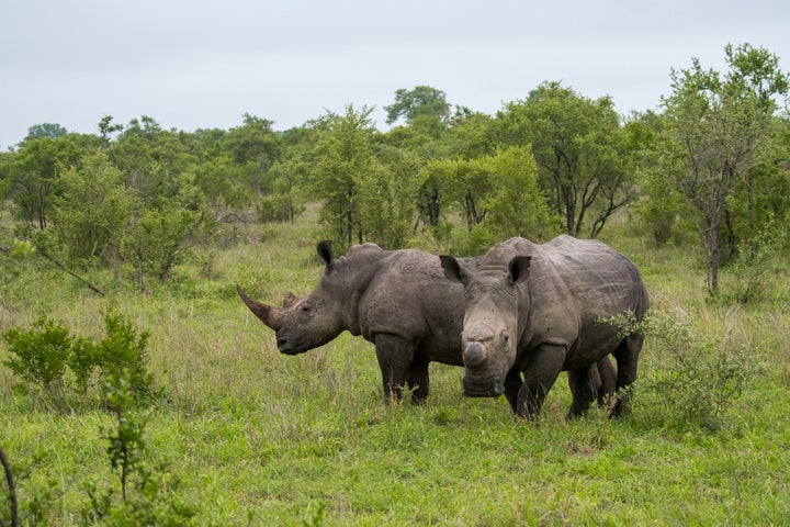 White rhinos in the Manyeleti Reserve in the Kruger Private Reserves area in South Africa.