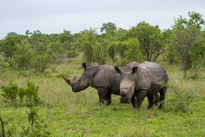 White rhinos in the Manyeleti Reserve in the Kruger Private Reserves area in South Africa.