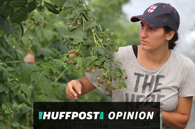 Seasonal worker picks fruit on a British farm