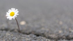 Cuando la naturaleza reconquista la