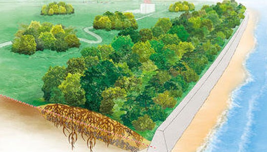 «Πράσινα» τείχη: Νέος τρόπος άμυνας απέναντι στα