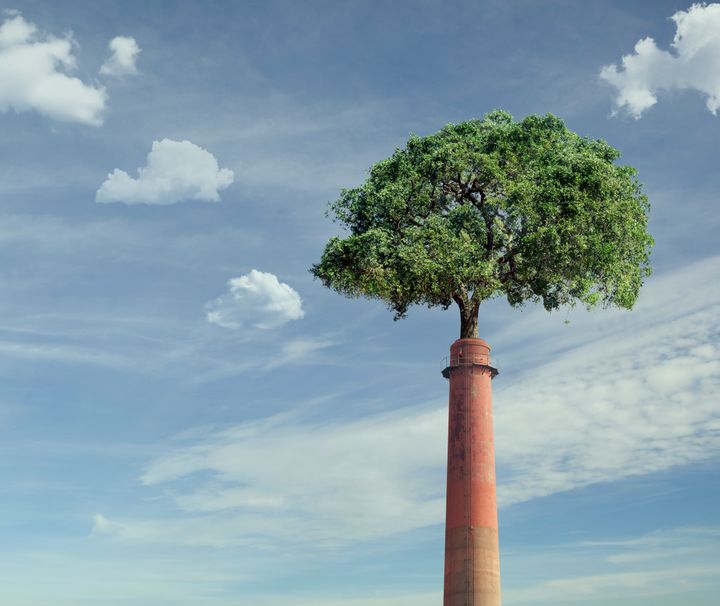 Tree growing from smoke stack