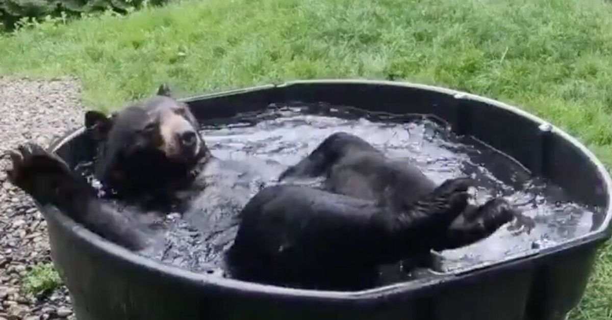 クマが すっごく気持ちよさそうに風呂に浸かっているんですけど 動画 ハフポスト