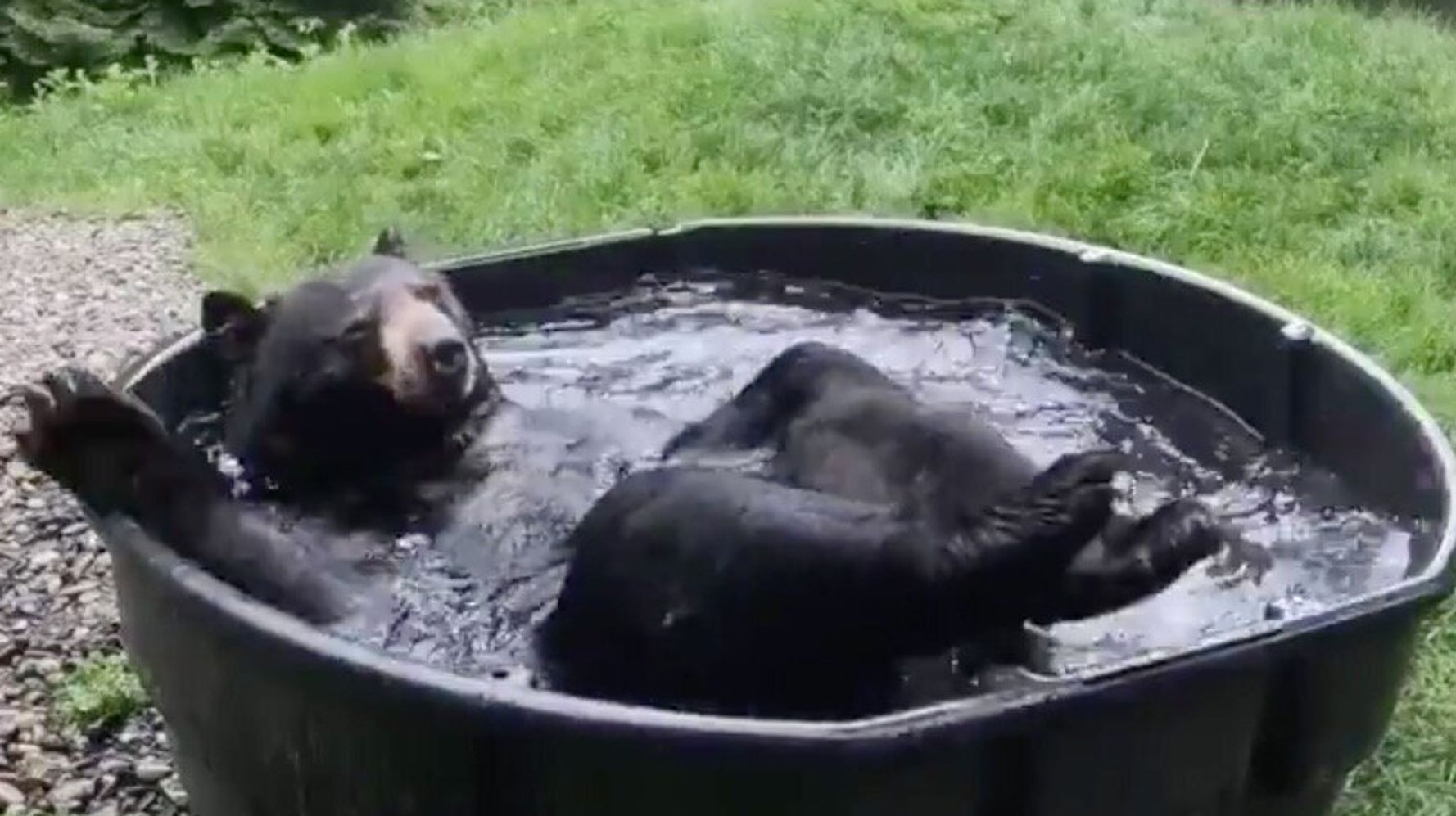 クマが すっごく気持ちよさそうに風呂に浸かっているんですけど 動画 ハフポスト World