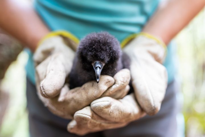 A black petrel, a vulnerable species with fewer than 1,000 breeding pairs that nest on the Great Barrier Island in New Zealand. COVID-19 has kept research teams from the island.