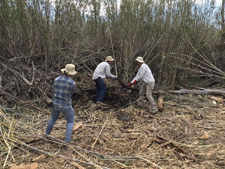Before COVID-19 stay-at-home mandates in early 2020, a field team clears the invasive weed known as the giant reed along the Santa Clara River. It’s among the fastest-growing plants in the world.