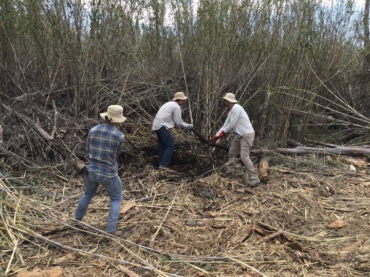 Before COVID-19 stay-at-home mandates in early 2020, a field team clears the invasive weed known as the giant reed along the Santa Clara River. It’s among the fastest-growing plants in the world.