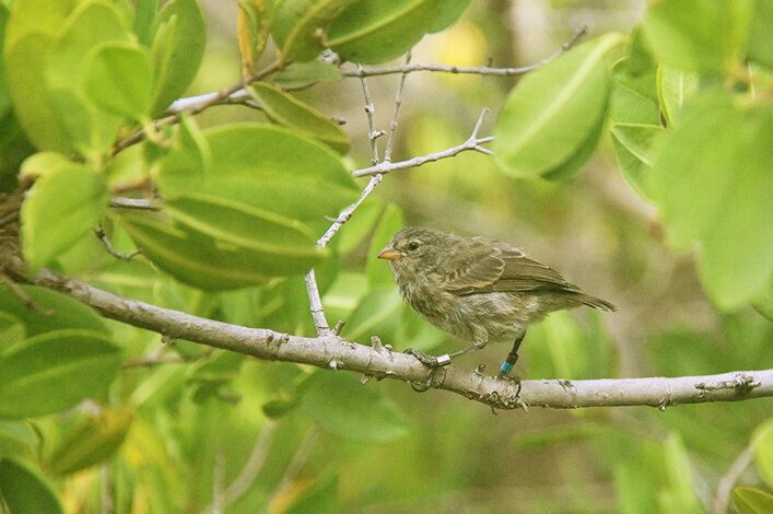A mangrove finch, a critically endangered species that lives on Isabela Island, Galápagos.