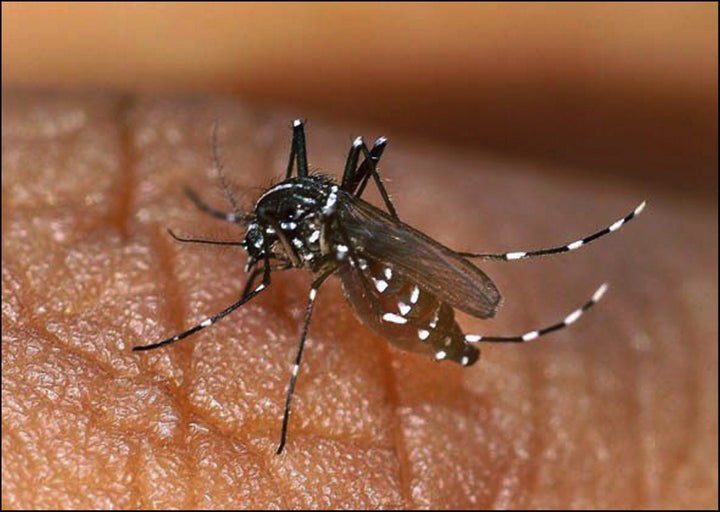 Una imagen de un mosquito tigre.