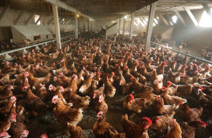 Chickens move about in a cage-free chicken barn at Bowden's Egg Farm in Waldoboro, Oregon. 