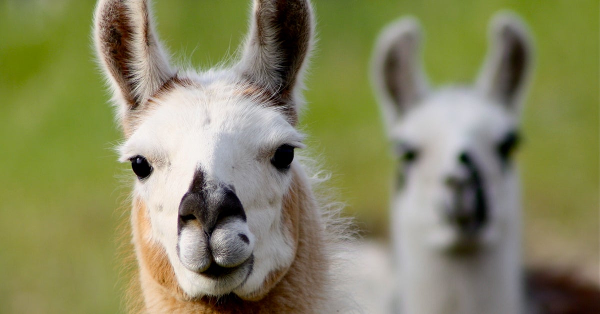 A Llama Named Winter Curing Coronavirus It Might Actually Happen New Study Shows Huffpost Canada