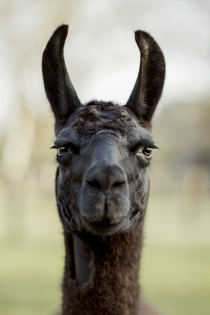 Winter the llama, who still lives on a farm in the Belgian countryside, is shown in a file photo.