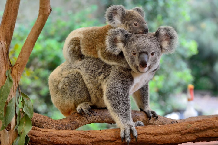 A mother koala with her baby on her back, on a eucalyptus tree.