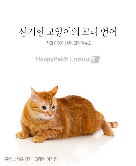 고양