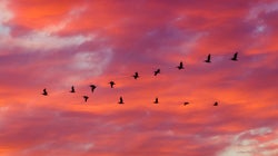 Un lenguaje que sólo los pájaros