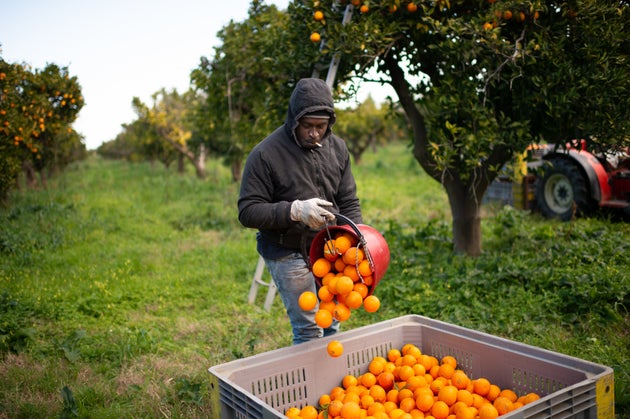 ROSARNO, CALABRIA, ITALY - 2020/02/06: A Senegalese migrant collects oranges on the plain of Rosarno...