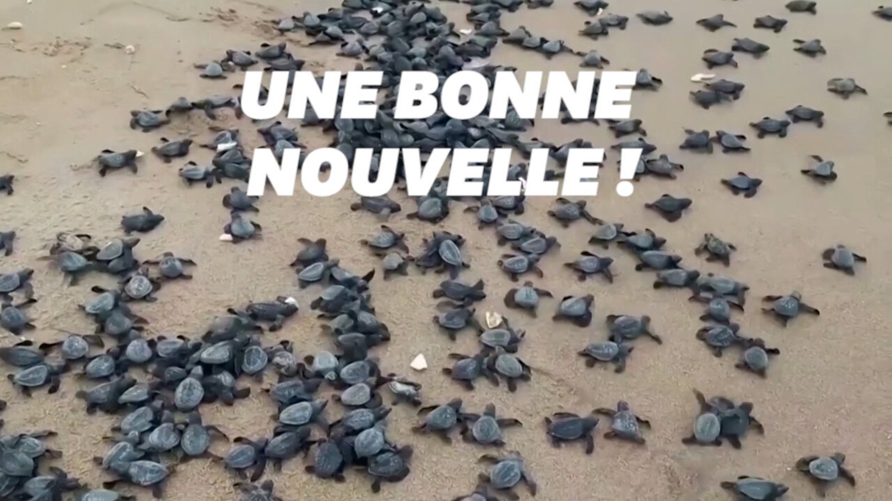 L Inde Se Rejouit Du Nombre De Bebes Tortues Nes Sur Cette Plage Le Huffpost L Inde Se Rejouit Du Nombre De Bebes Tortues Nes Sur Cette Plage Le Huffpost