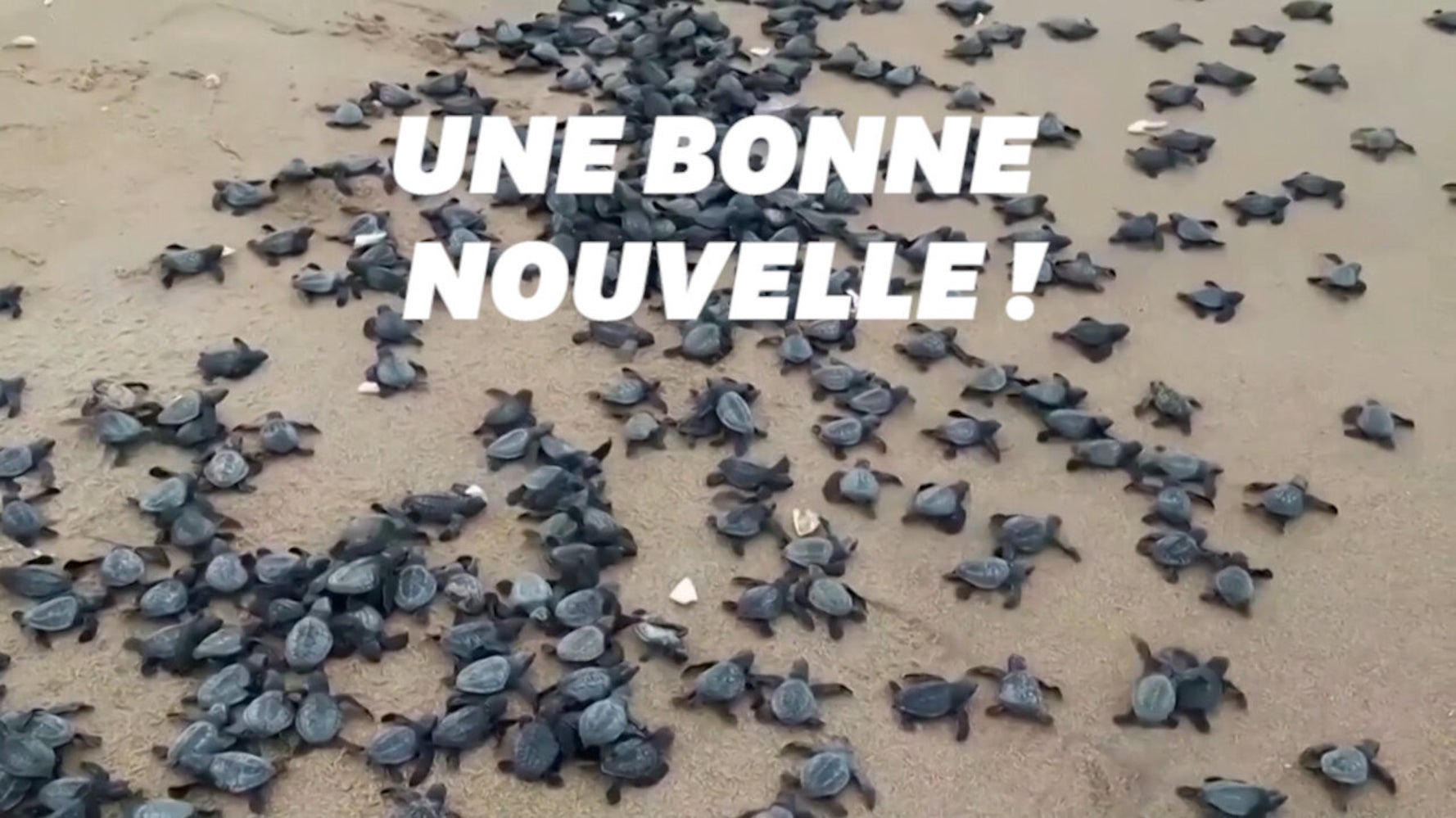 L Inde Se Rejouit Du Nombre De Bebes Tortues Nes Sur Cette Plage Le Huffpost