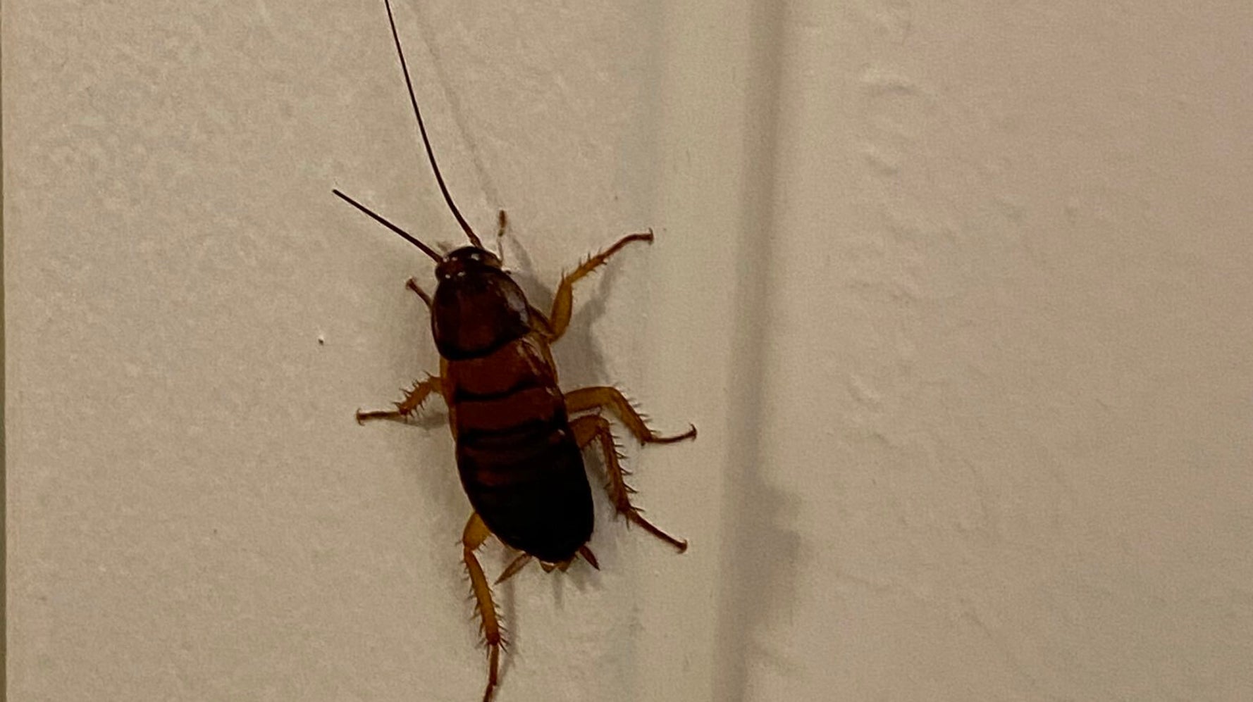 Money Cockroach White House Reporter's Cockroach Photo Causes Twitter Users To Bug Out ...