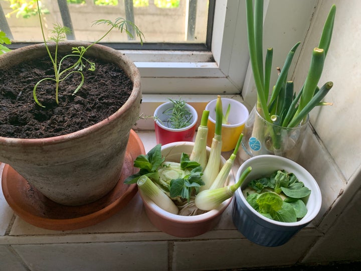 Regrowing vegetable scraps