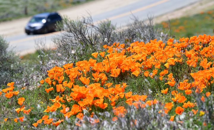 Αμάξι κινείται κοντά στην κοιλάδα με τις παπαρούνες στο Λάνκαστερ της Καλιφόρνια. 