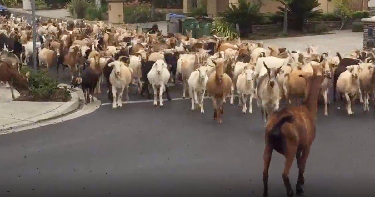 0頭のヤギの群れが大脱走 カリフォルニアの街になだれ込む 自主隔離で最もクレイジーだ ハフポスト