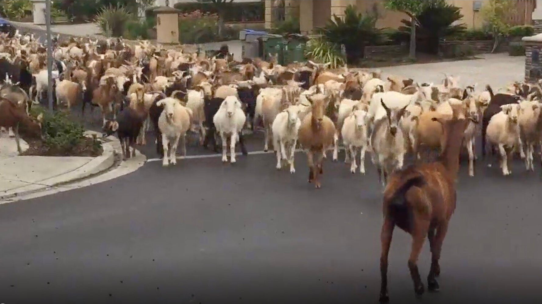0頭のヤギの群れが大脱走 カリフォルニアの街になだれ込む 自主隔離で最もクレイジーだ ハフポスト