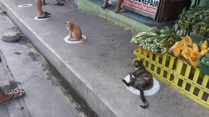 Κεζόν, Φιλιππίνες: Αδέσποτες γάτες καταλαμβάνουν τους κύκλους που προορίζονται για τους πελάτες καταστήματος, ώστε να τηρούν τα μέτρα κοινωνικής αποστασιοποίησης. Σύμφωνα με μαρτυρίες, παρέμειναν εκεί για δέκα λεπτά!