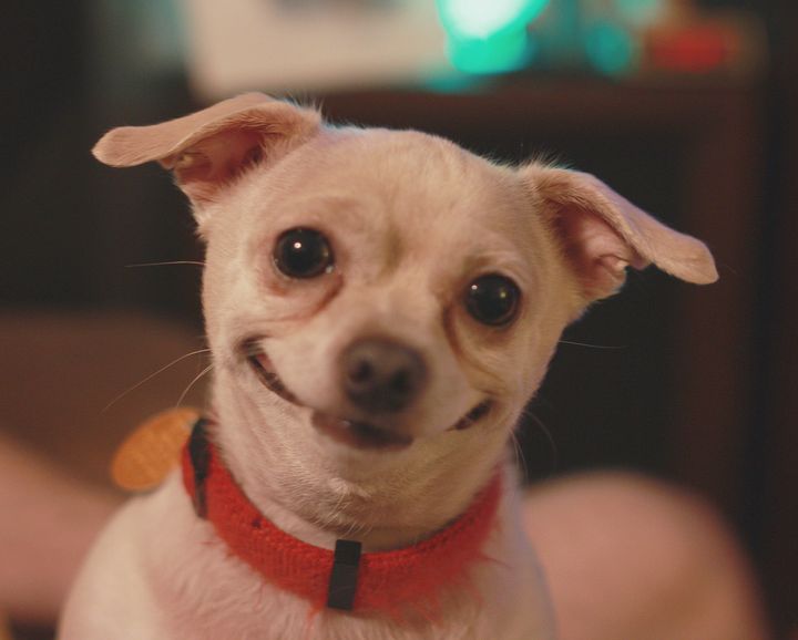 Here is a smiley dog to help you warm up.