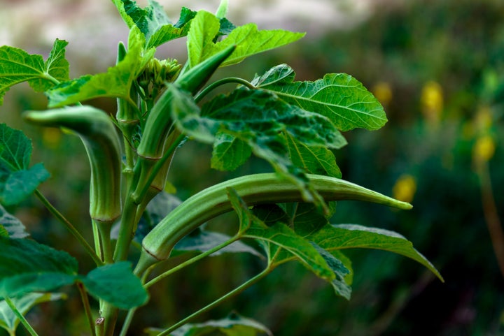 If you in a sunny, hot climate like Houston, try planting okra.