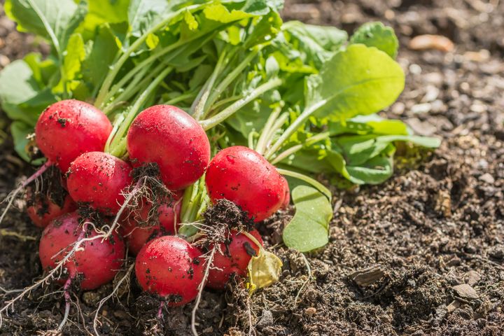 Radishes are one quick-growing option for gardeners to plant now. 