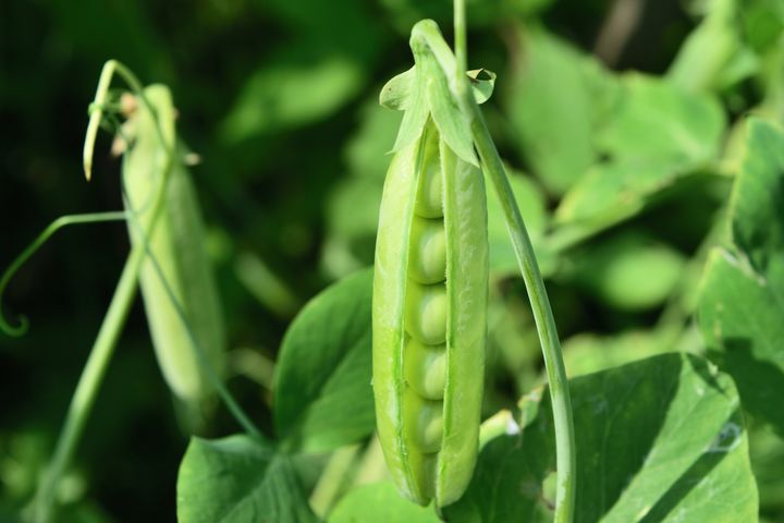 Plant your pea seeds now to enjoy in July. 